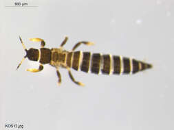 Image of thrips