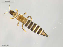 Image of thrips