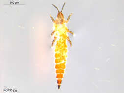 Image of thrips