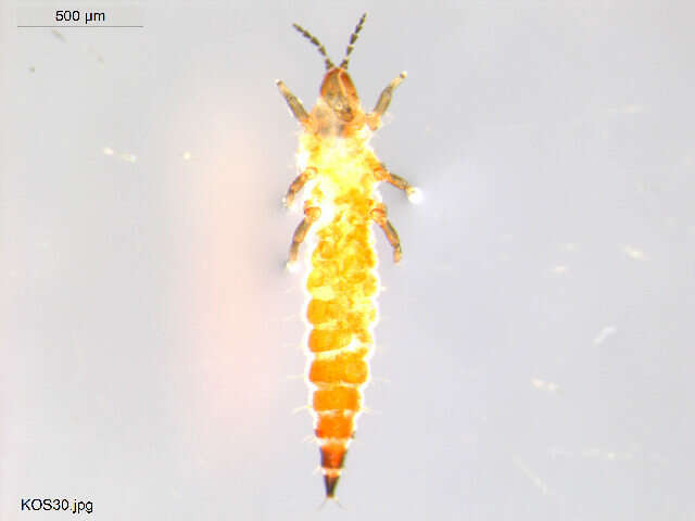 Image of thrips