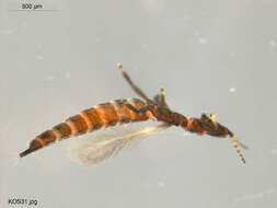 Image of thrips