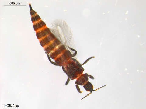 Image of thrips