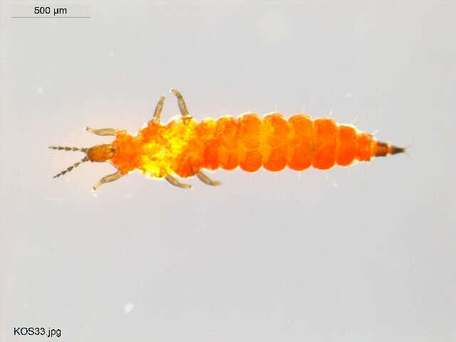 Image of thrips