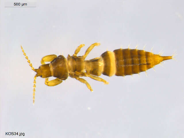 Image of thrips