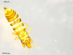 Image of thrips