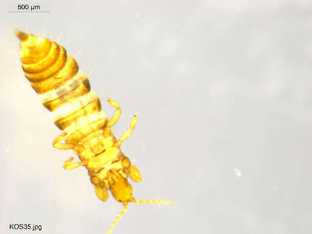 Image of thrips