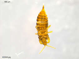 Image of thrips