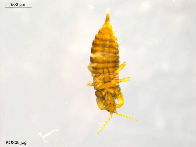 Image of thrips