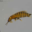 Image de Ceratothrips