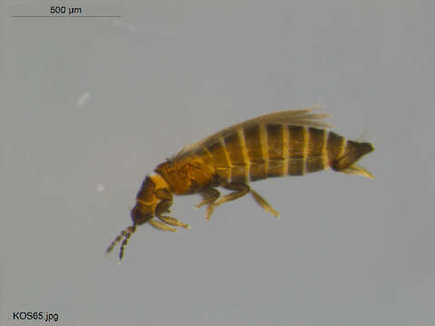 Imagem de Ceratothrips