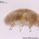 Image of Echiniscidae