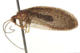 Image of brown lacewings