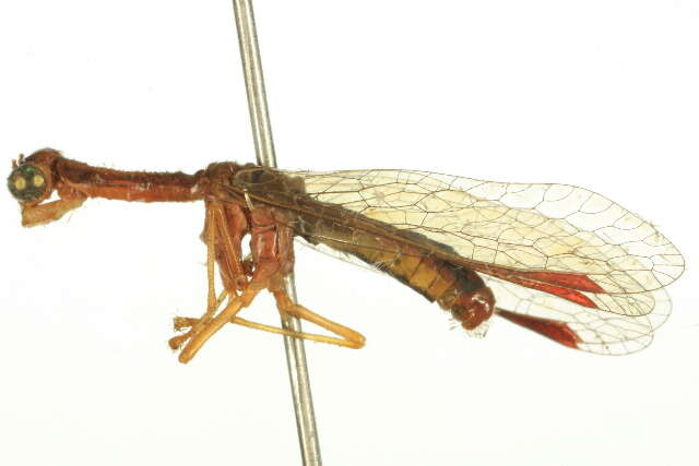 Image of berothid clade