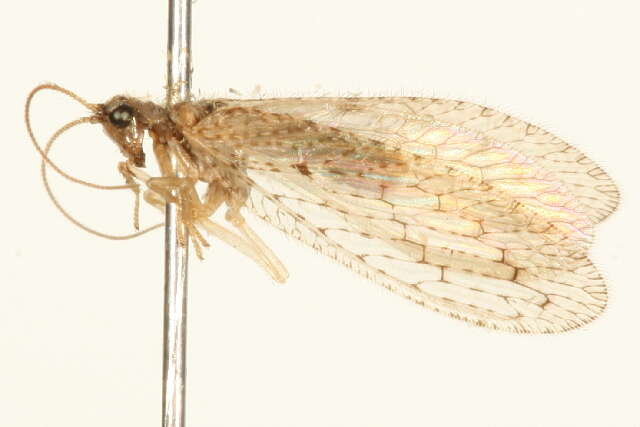 Image of lacewings and relatives