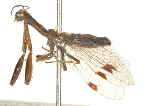 Image of Drepanicinae