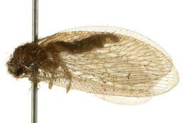 Image of brown lacewings