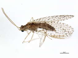 Слика од Micromus tasmaniae (Walker 1860)