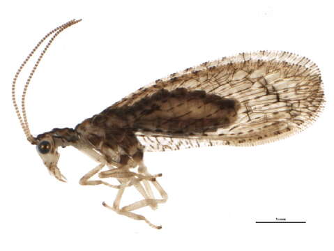 Слика од Micromus tasmaniae (Walker 1860)