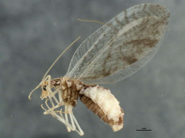 Image of Micromus borealis Klimaszewski & Kevan 1988