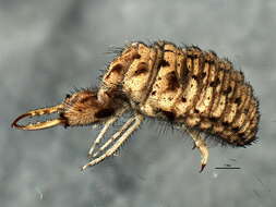 Image of antlion