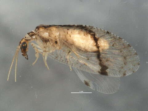 Image of brown lacewings