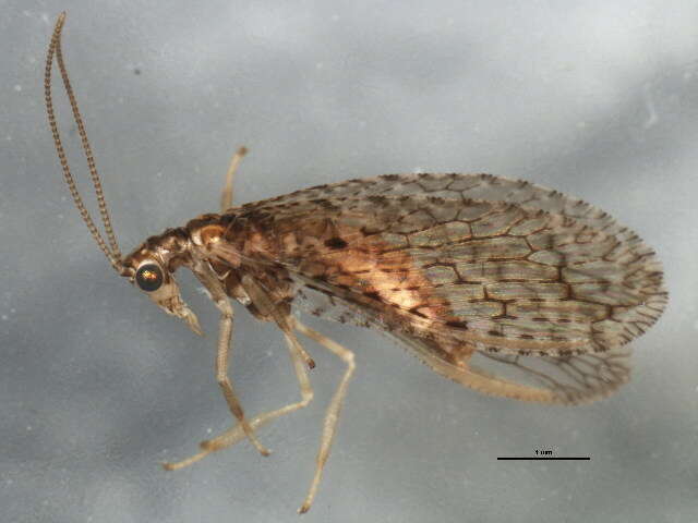 Слика од Micromus tasmaniae (Walker 1860)