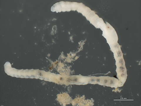 Image of Lumbricillus lineatus (Müller 1774)