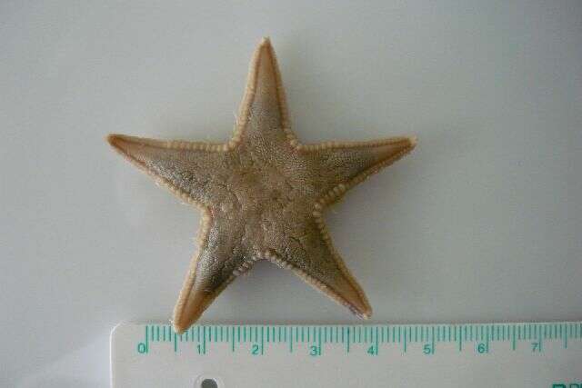 Image of Astropecten irregularis