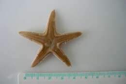 Image of Astropecten irregularis