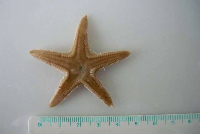 Image of Astropecten irregularis