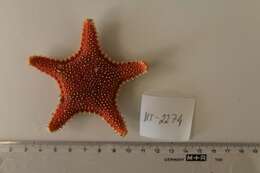 Image of Arctic cushion star