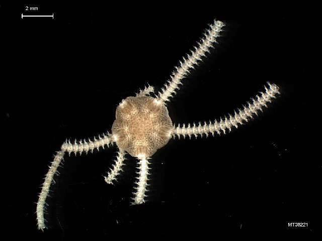 Image of brittlestar