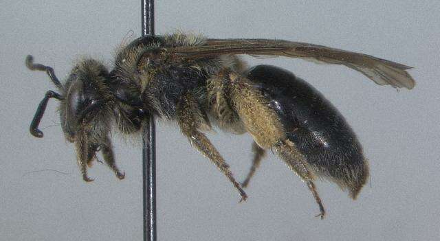 Sivun Andrena crataegi Robertson 1893 kuva