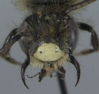 Image of Miserable Andrena