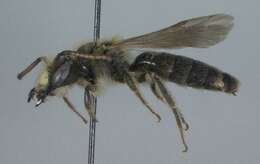 Image of Miserable Andrena