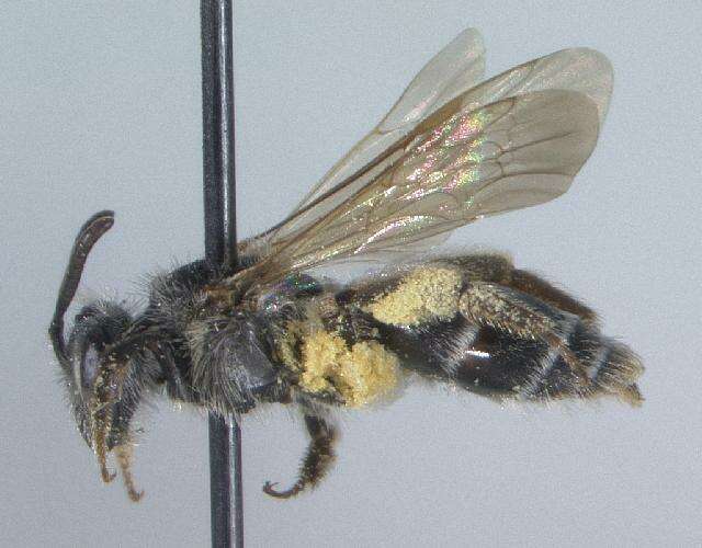 Imagem de Andrena wheeleri Graenicher 1904