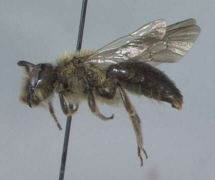 صورة Andrena nivalis Smith 1853