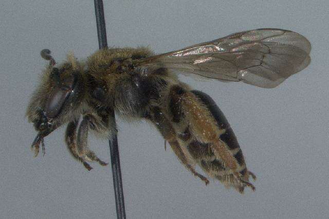 Image of Andrenine bee