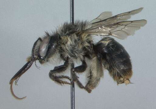 Image of Anthophora furcata (Panzer 1798)