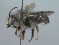 Image of Anthophora furcata (Panzer 1798)