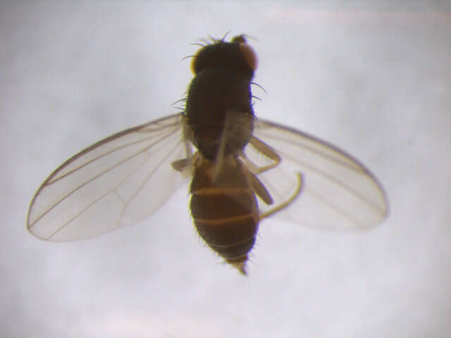 Image of acartophthalmid flies