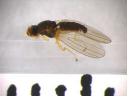 Image of Anthomyza gracilis Fallen 1823