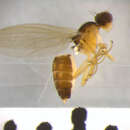 Image of Anthomyza pleuralis Czerny 1928