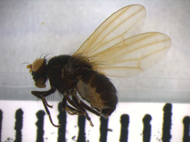 Minettia longipennis (Fabricius 1794)的圖片