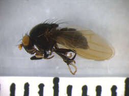 Image of Minettia longipennis (Fabricius 1794)