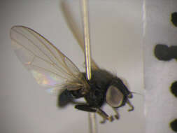 صورة Earomyia viridana (Meigen 1826)