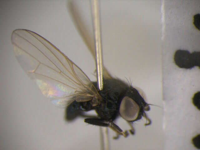 صورة Earomyia viridana (Meigen 1826)