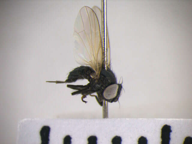 صورة Earomyia viridana (Meigen 1826)