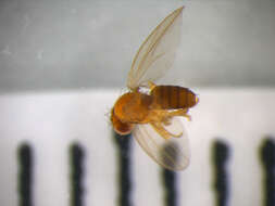 Microdrosophila congesta (Zetterstedt 1847) resmi