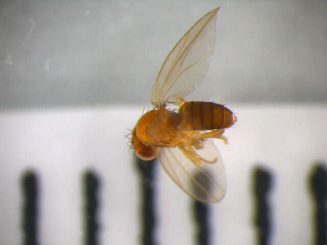 Microdrosophila congesta (Zetterstedt 1847) resmi